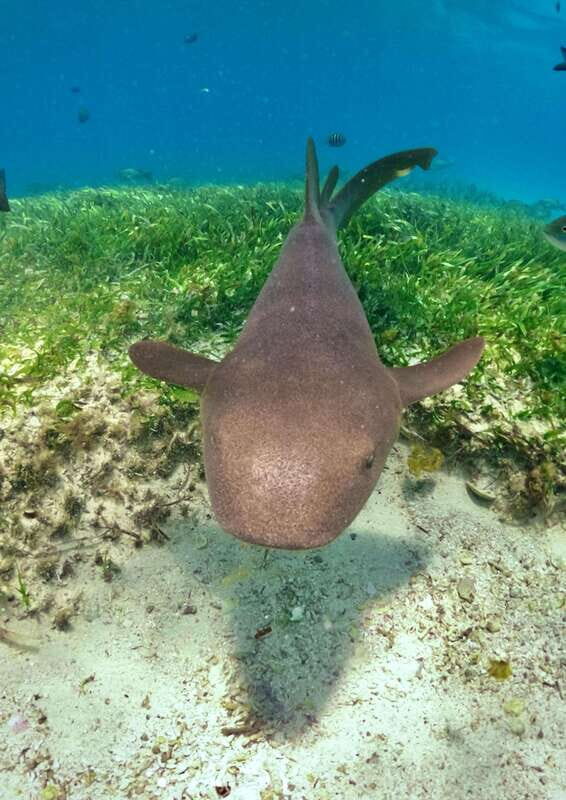 El Cielo Cozumel private snorkel tour - Key Points