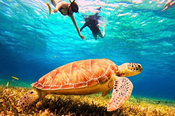 El Cielo Cozumel Snorkel Private Tour Big Group + Food Drinks - Discovering Cozumel’s Underwater Marvels