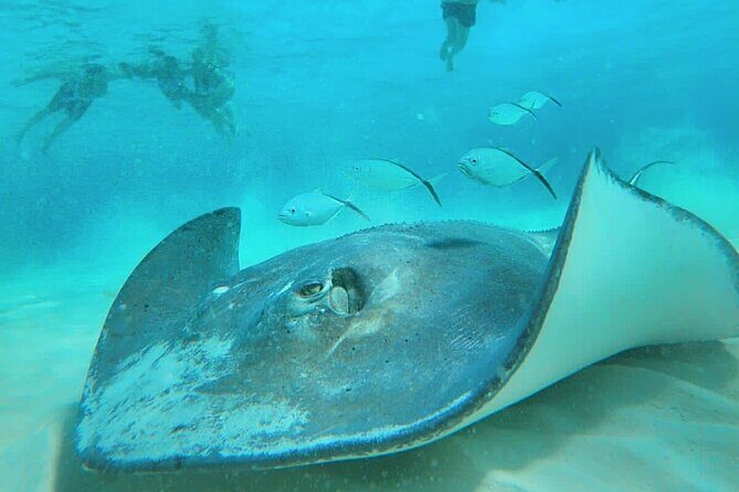 El Cielo Cozumel Snorkel Share Boat + Reefs + Food Drinks + Beach - A Detailed Look at the Tour Experience