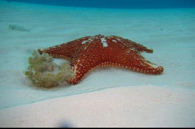 El Cielo Tour with Reef Snorkeling from Cozumel - Who Will Love This Tour?