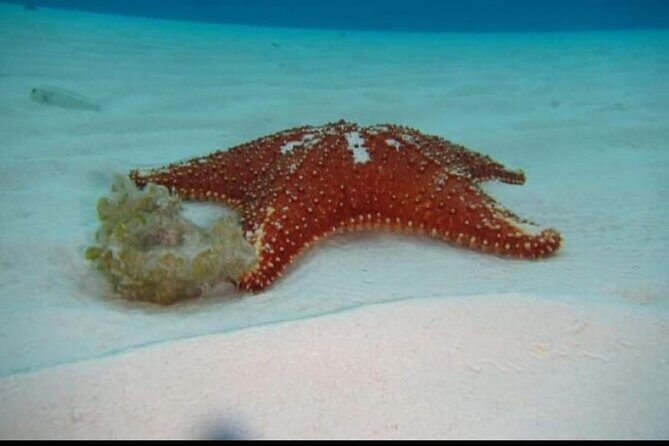 El Cielo Tour with Reef Snorkeling from Cozumel - FAQ