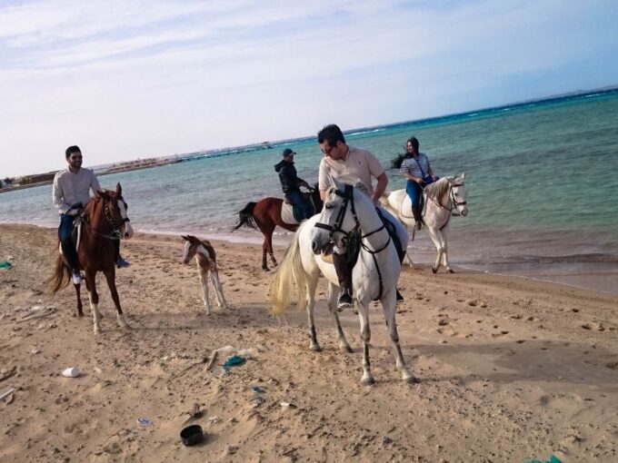 El Gouna: Desert & Sea Horse Riding With Swimming Optional - What to Expect During Your Ride