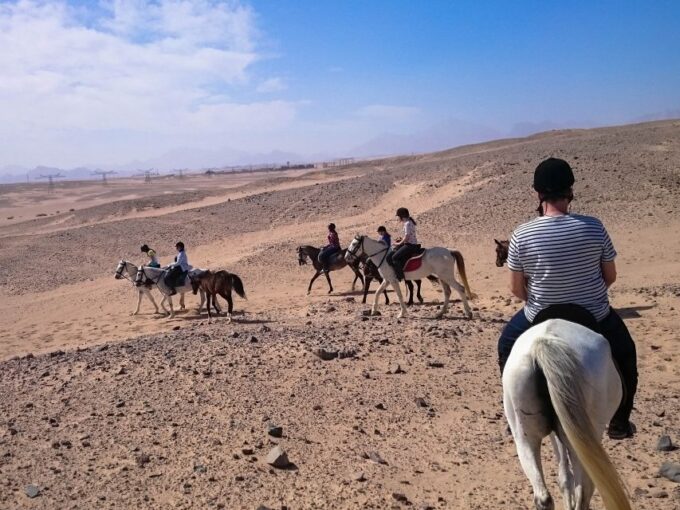 El Gouna: Desert & Sea Horse Riding With Swimming Optional - Customer Feedback and Ratings