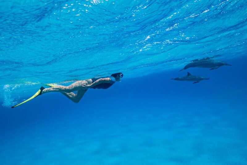 El Gouna: Dolphin Watching Boat Tour With Snorkeling & Lunch - Inclusions and Experience