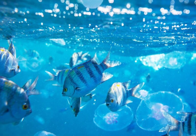 El Gouna: Dolphin Watching Boat Tour With Snorkeling & Lunch - Dolphin Watching Experience