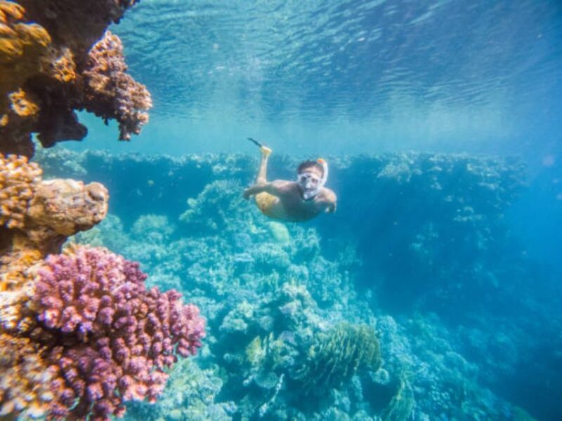El Gouna: Dolphin Watching Boat Tour With Snorkeling & Lunch - Snorkeling Adventure