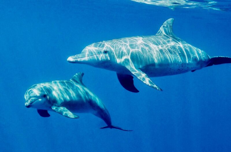 El Gouna: Dolphin Watching Boat Tour With Snorkeling & Lunch - Wildlife and Activities