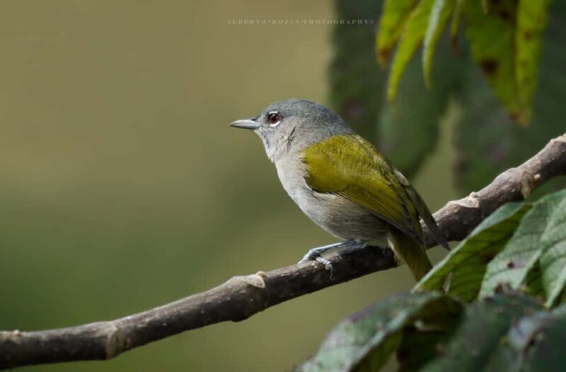 El Limón: Ziplining Adventure - The Sum Up: Is It Worth It?