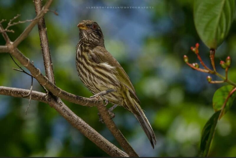 El Limón: Ziplining Adventure - FAQ