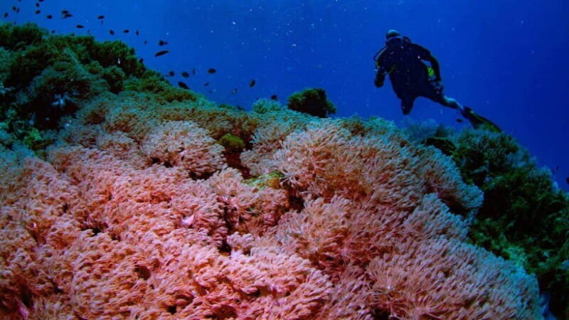 El Nido: Discover Scuba Diving with Manta Rays in Sibaltan - An In-Depth Look at the Experience