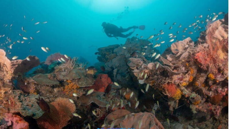 El Nido: Discover Scuba Diving with Manta Rays in Sibaltan - FAQ