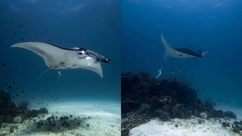 El Nido: Manta Ray Diving Experience in Sibaltan - An In-Depth Look at the Experience