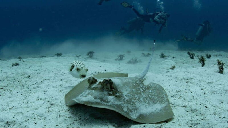 El Nido: Manta Ray Diving Experience in Sibaltan - Final Thoughts: Is It Worth It?