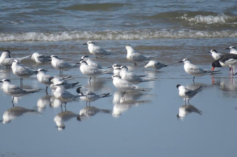 El Rocío: Doñana National Park 4x4 Guided Tour - Key Points