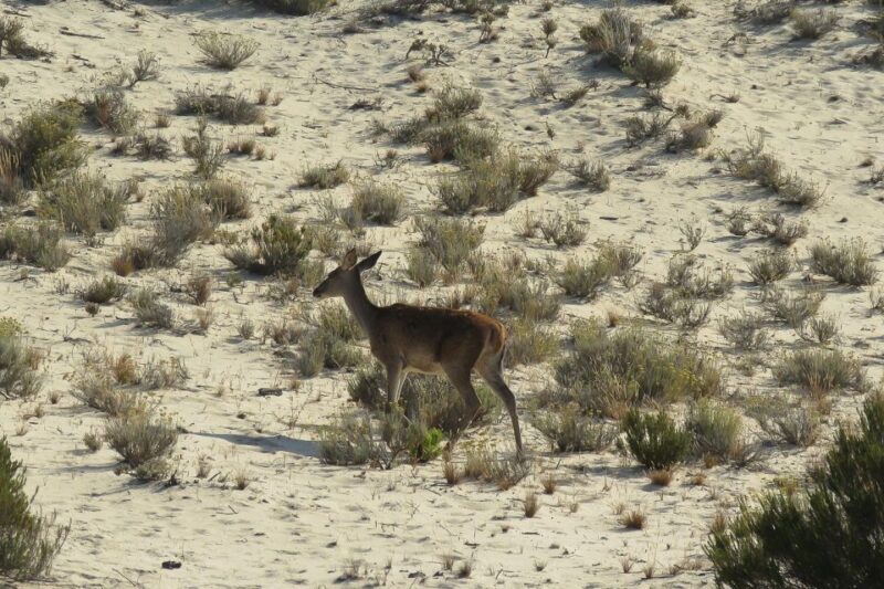 El Rocío: Doñana National Park 4x4 Guided Tour - A Closer Look at the Itinerary