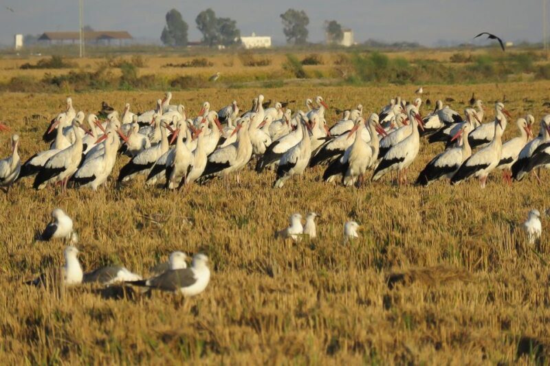 El Rocío: Doñana National Park 4x4 Guided Tour - Who Should Consider This Tour?