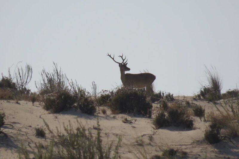 El Rocío: Doñana National Park 4x4 Guided Tour - Final Thoughts: Is It Worth It?