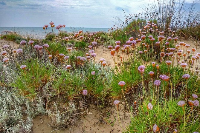 El Rocio, Donana Natural Park and Matalascanas Beach Day Trip From Seville - Inclusions and Amenities