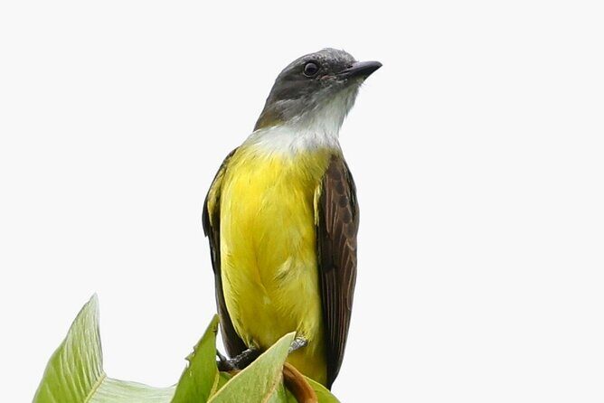 El Suzanne Estate Birding & Nature Reserve Tour - An In-Depth Look at the El Suzanne Estate Birding & Nature Reserve Tour