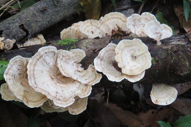 El Suzanne Estate Birding & Nature Reserve Tour - FAQs