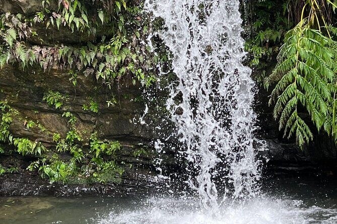 El Yunque Guided Experience! - Introduction: Why Choose This Tour?