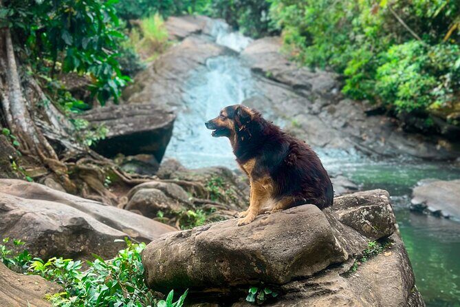 El Yunque Hike, Waterslide & Luquillo Kiosks Food with Transport - An Authentic Day in Puerto Rico’s Outdoors and Culture