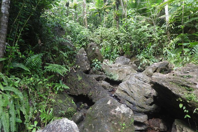 El Yunque National Forest and Luquillo Beach Tour - Physical Requirements