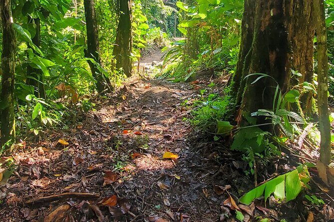 El Yunque National Rainforest and Luquillo Beach Tour - Practicalities and Value  