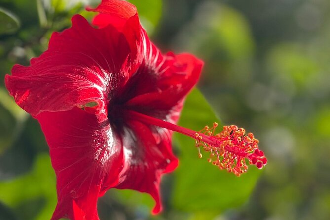 El Yunque Private Hiking and Waterfall Tour With Transport - Recommended Gear and Attire