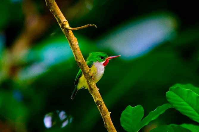 El Yunque Rainforest and Zipline Canopy Combo Tour - Transportation and Meeting Points