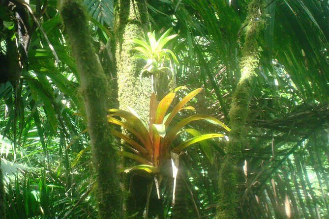 El Yunque Rainforest Full Day Private Tour - The Experience at a Glance