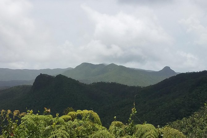 El Yunque Rainforest Full Day Private Tour - Discovering Roco El Junque