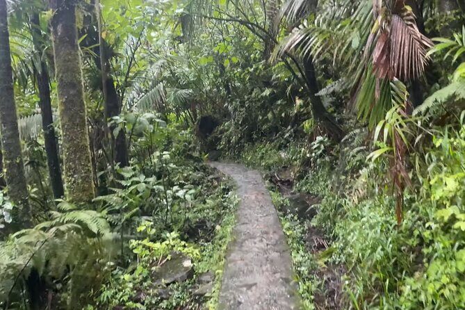 El Yunque Rainforest Hike with Transport from San Juan - Discovering El Yunque: The Heart of Puerto Rico’s Wilderness