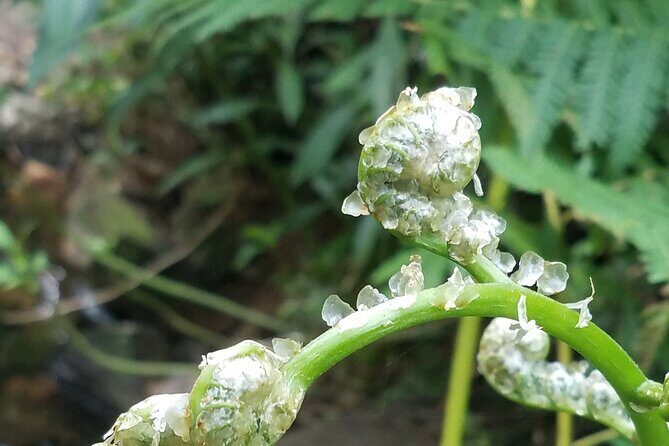 El Yunque Rainforest VIP Experience - Why Choose This Tour?