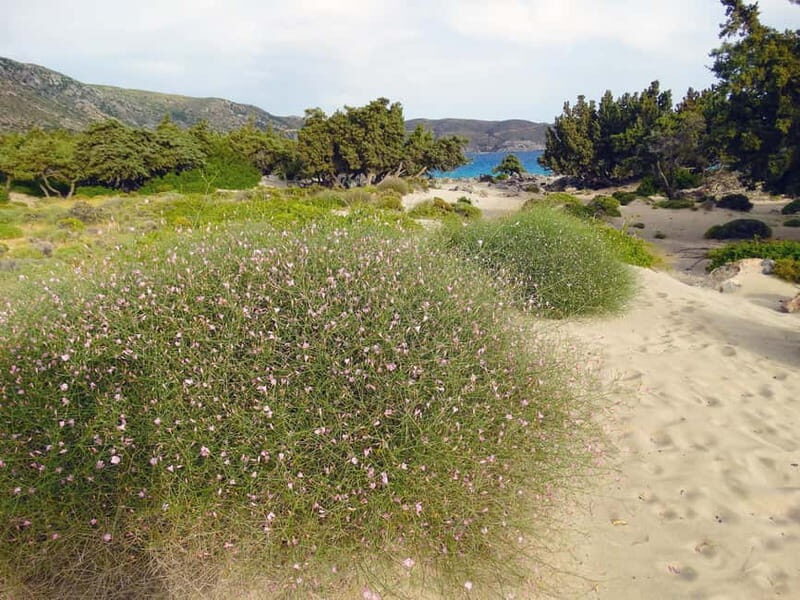 Elafonisi Bay - PINK COLOR SAND BEACH - What to Expect at Elafonisi
