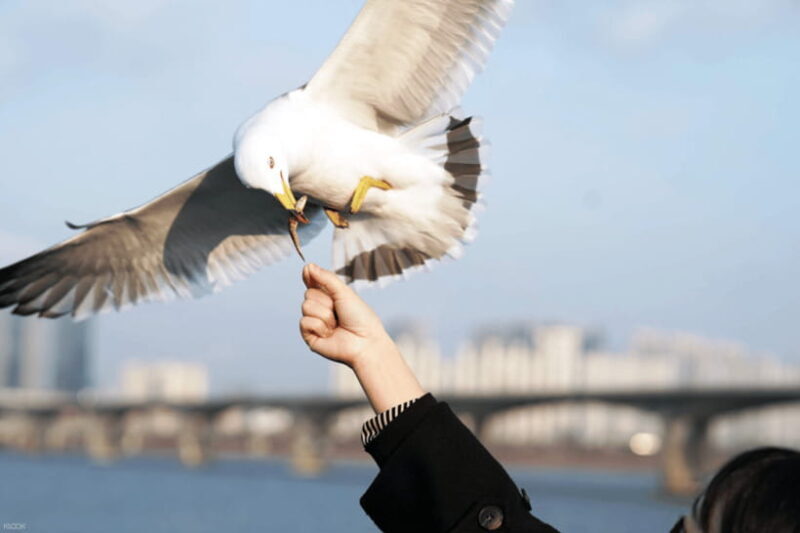 Eland Han River Cruise & Ashley Marine Buffet - Who Would Love This Experience?