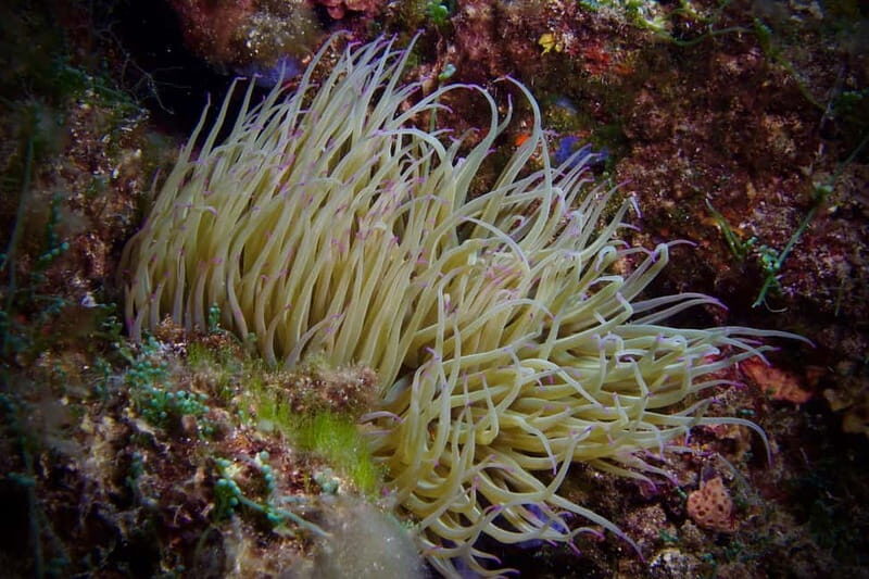 Elba Island: Double Dive with Instructor and Snacks - Key Points
