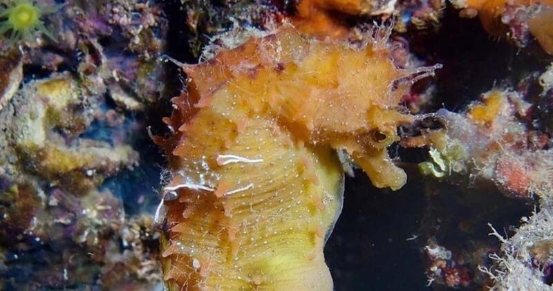 Elba Island: Double Dive with Instructor and Snacks - The 15+ Dive Sites