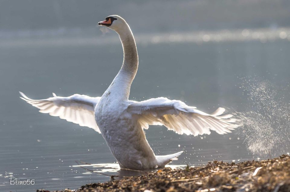 Electric Boat Rental in Colico Como Lake and Natural Reserve - Pricing and Inclusions