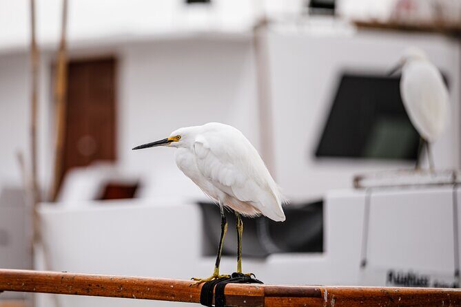 Electric boat Rentals in San Diego Bay. Family friendly boating - Practical tips and considerations