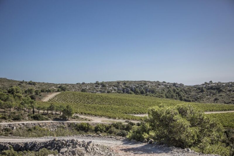 Electric Scooter Tour of Our Vineyard and Wine Tasting - Additional Details