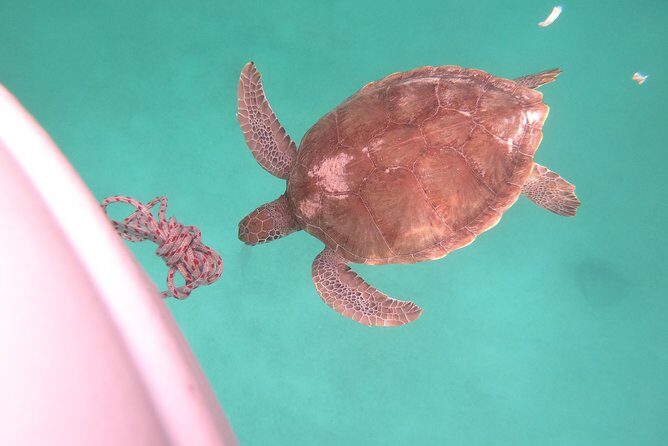 Elegance Catamaran turtles swim and lunch cruise - Considerations and Tips for Travelers