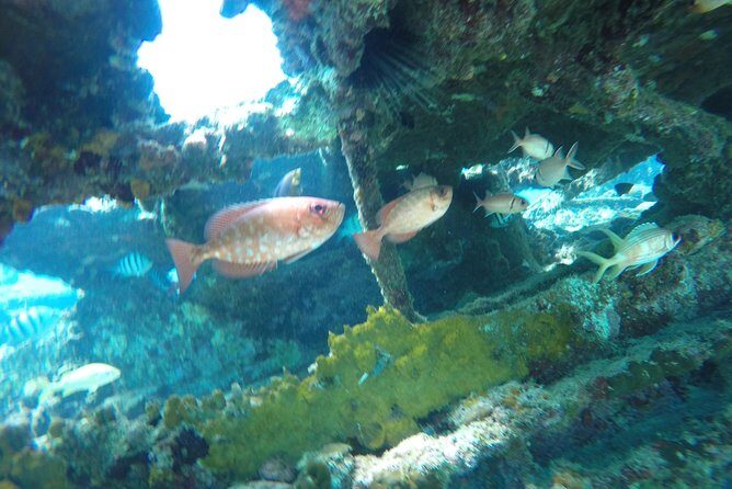 Elegance Catamaran turtles swim and lunch cruise - Why This Tour Might Be Perfect for You