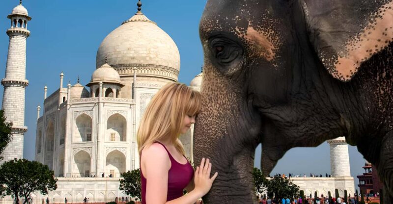 Elephant/Bear Wildlife SOS & Taj Mahal Sunrise Tour by Car - Good To Know