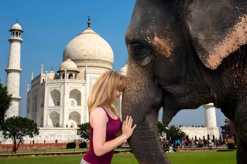 Elephant/Bear Wildlife SOS & Taj Mahal Sunrise Tour by Car - Important Information