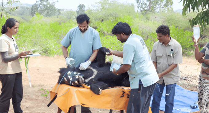 Elephant/Bear Wildlife SOS & Taj Mahal Sunrise Tour by Car - Wildlife SOS Experience