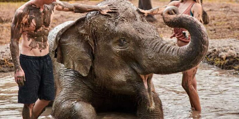 Elephant Care Experience with Mud Bath at Bali Zoo - The Sum Up