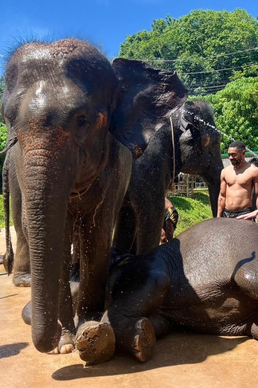 Elephant Experience With Transfers and Thai Food Buffet - Culinary Experience