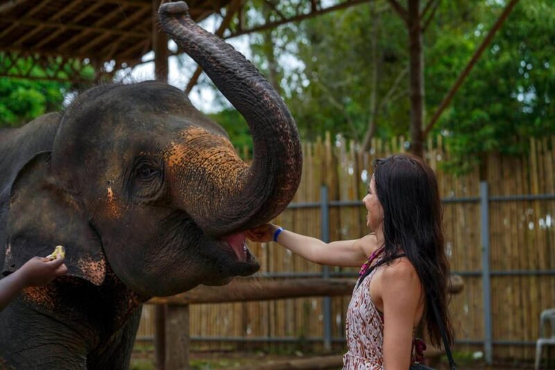 Elephant Feeding Program With Sea View (Feeding Only) - Accessibility