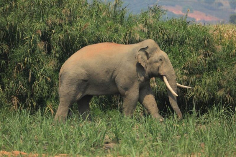 Elephant Keeper Experience With Kuangsi Waterfall Day Tour - Itinerary Highlights